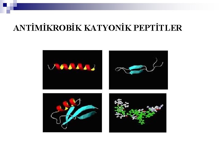 ANTİMİKROBİK KATYONİK PEPTİTLER 