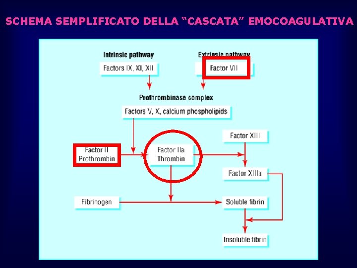 SCHEMA SEMPLIFICATO DELLA “CASCATA” EMOCOAGULATIVA 