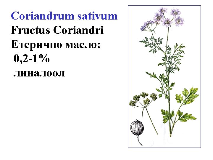 Coriandrum sativum Fructus Coriandri Етерично масло: 0, 2 -1% линалоол 