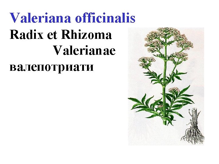 Valeriana officinalis Radix et Rhizoma Valerianae валепотриати 