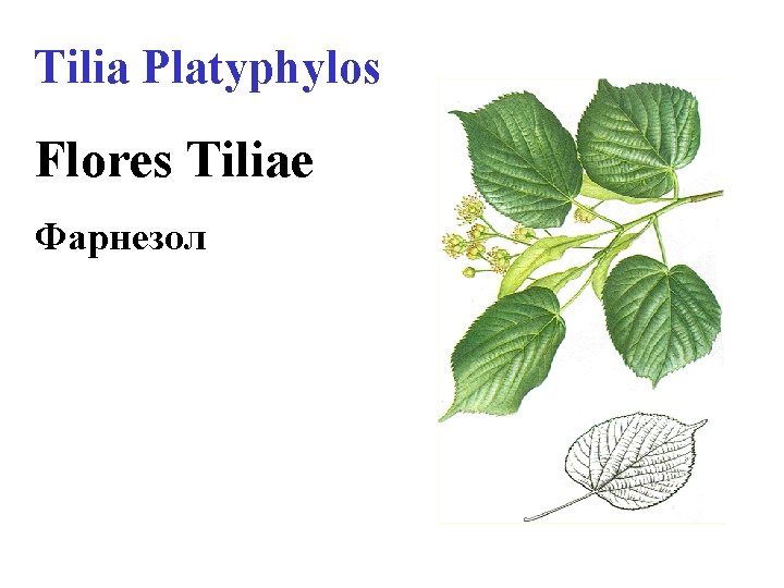 Тilia Platyphylos Flores Tiliae Фарнезол 