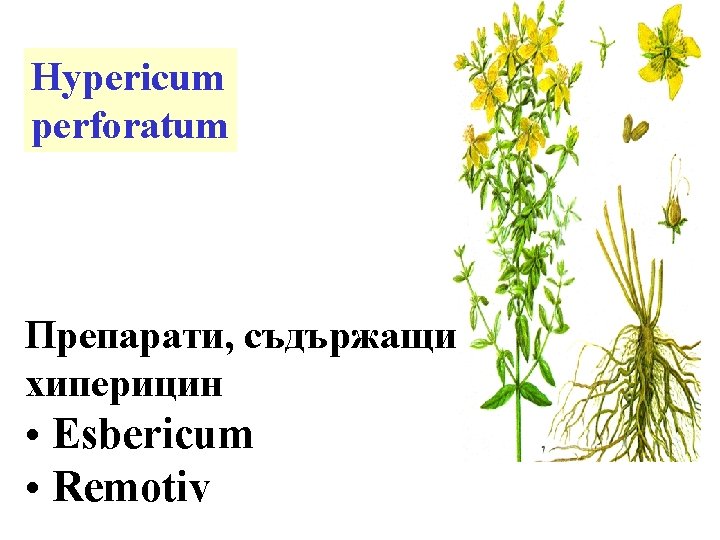 Hypericum perforatum Препарати, съдържащи хиперицин • Esbericum • Remotiv 