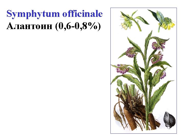 Symphytum officinale Алантоин (0, 6 -0, 8%) 