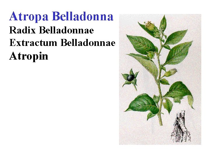 Atropa Belladonna Radix Belladonnae Еxtractum Belladonnae Atropin 