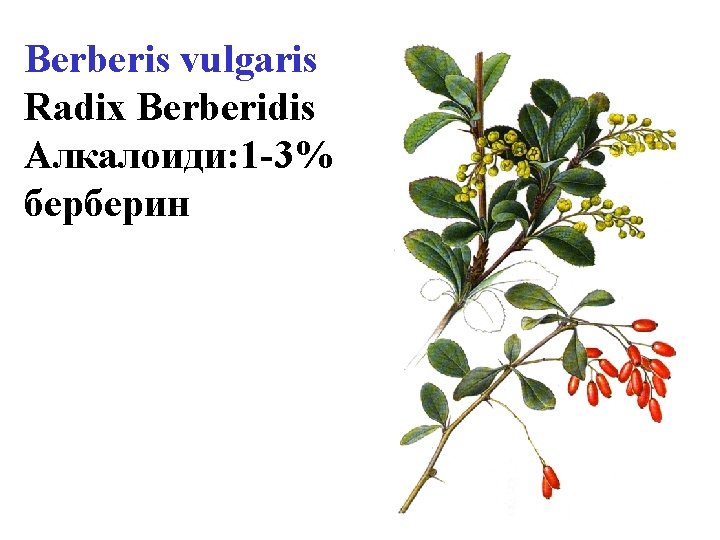 Berberis vulgaris Radix Berberidis Алкалоиди: 1 -3% берберин 