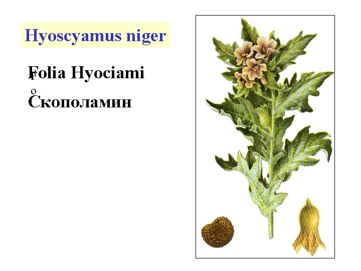 Hyoscyamus niger Folia Hyociami F o Скополамин 