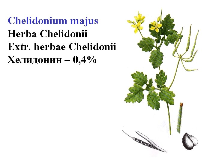 Chelidonium majus Herba Chelidonii Extr. herbae Chelidonii Хелидонин – 0, 4% 