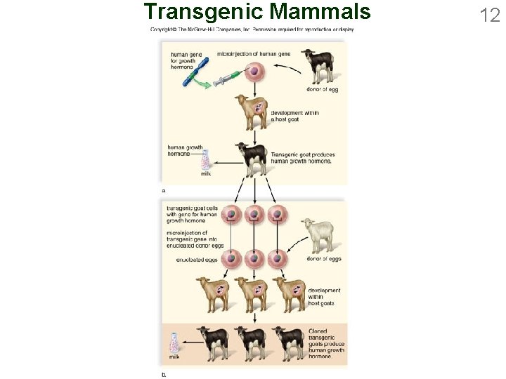 Transgenic Mammals 12 