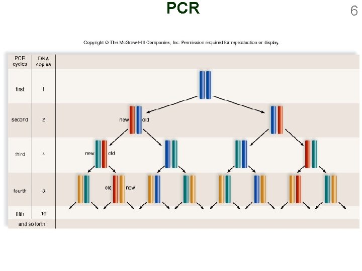 PCR 6 