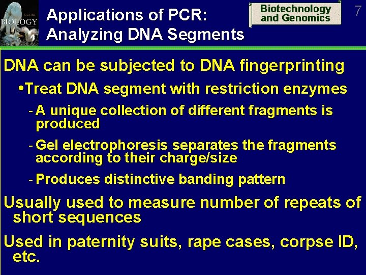 Applications of PCR: Analyzing DNA Segments Biotechnology and Genomics 7 DNA can be subjected