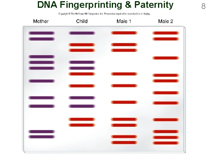 DNA Fingerprinting & Paternity 8 