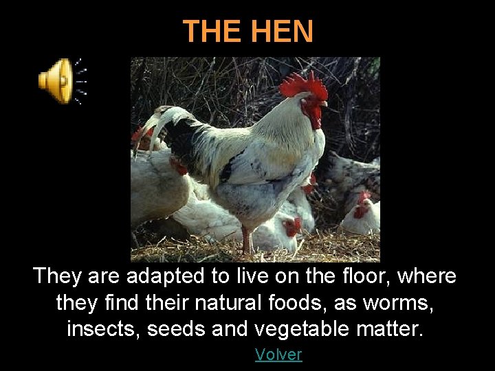 THE HEN They are adapted to live on the floor, where they find their