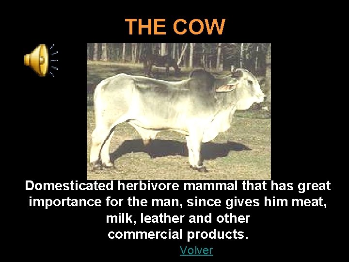 THE COW Domesticated herbivore mammal that has great importance for the man, since gives