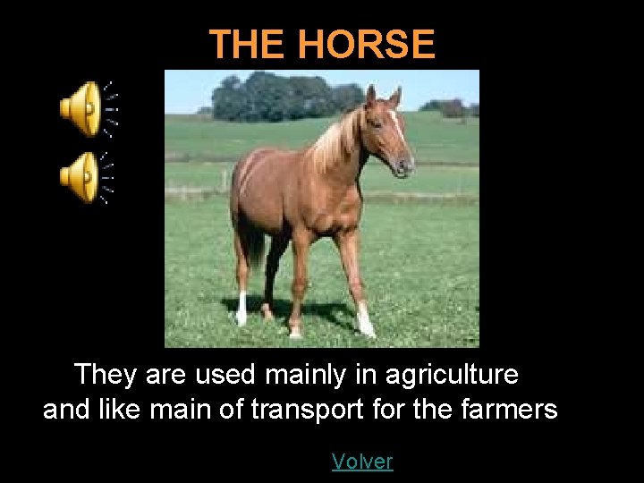 THE HORSE They are used mainly in agriculture and like main of transport for