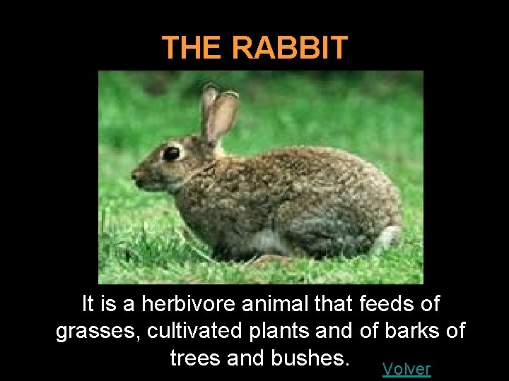 THE RABBIT It is a herbivore animal that feeds of grasses, cultivated plants and