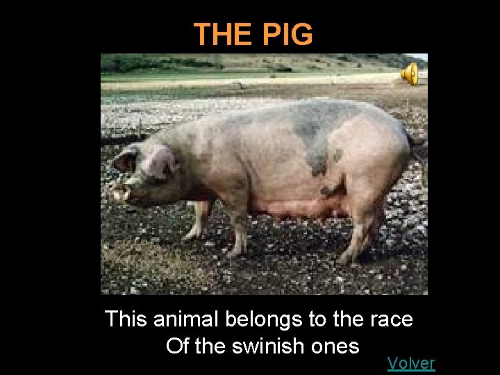 THE PIG This animal belongs to the race Of the swinish ones Volver 