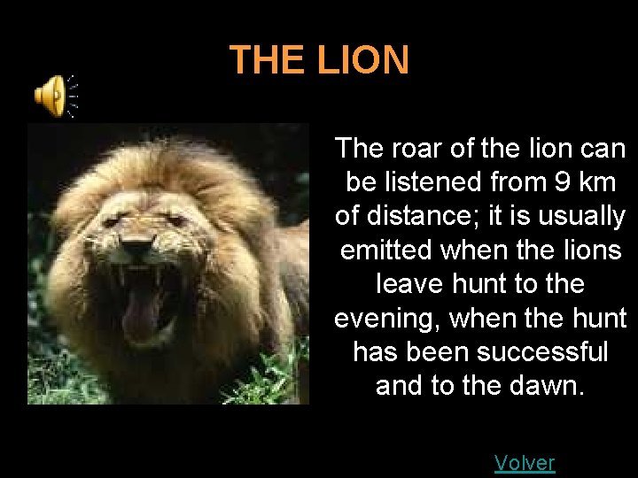 THE LION The roar of the lion can be listened from 9 km of