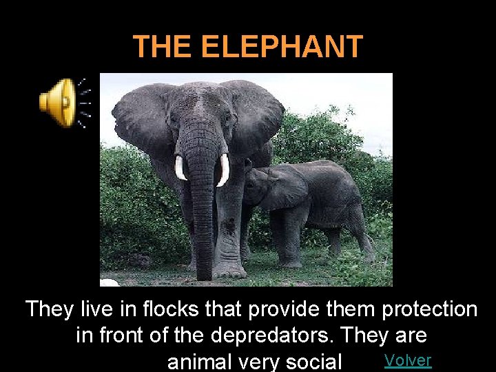 THE ELEPHANT They live in flocks that provide them protection in front of the