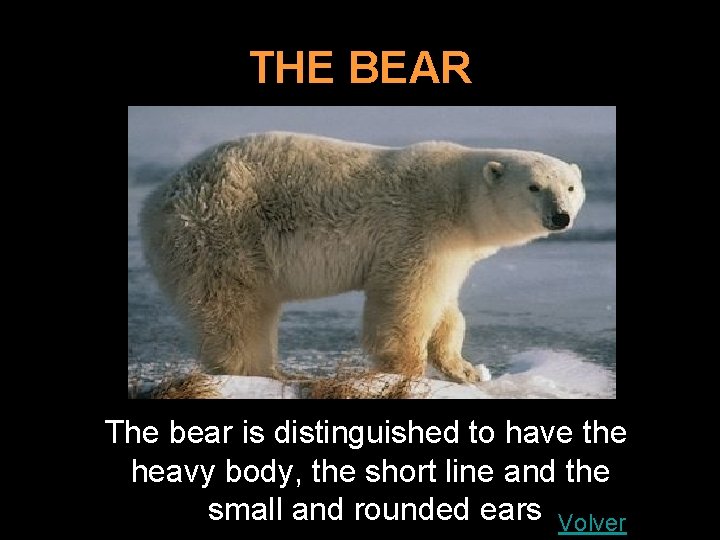 THE BEAR The bear is distinguished to have the heavy body, the short line