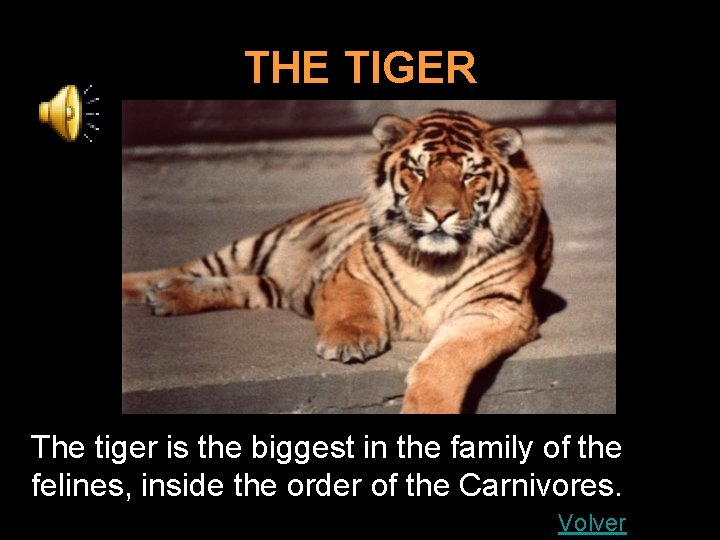 THE TIGER The tiger is the biggest in the family of the felines, inside
