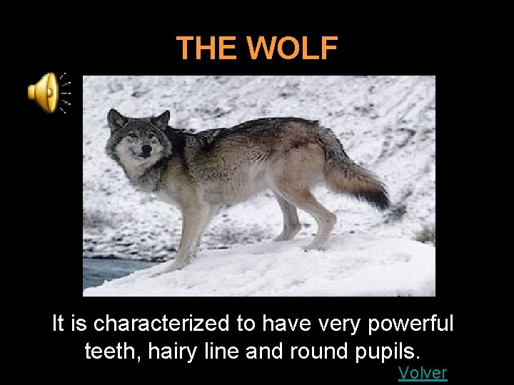 THE WOLF It is characterized to have very powerful teeth, hairy line and round