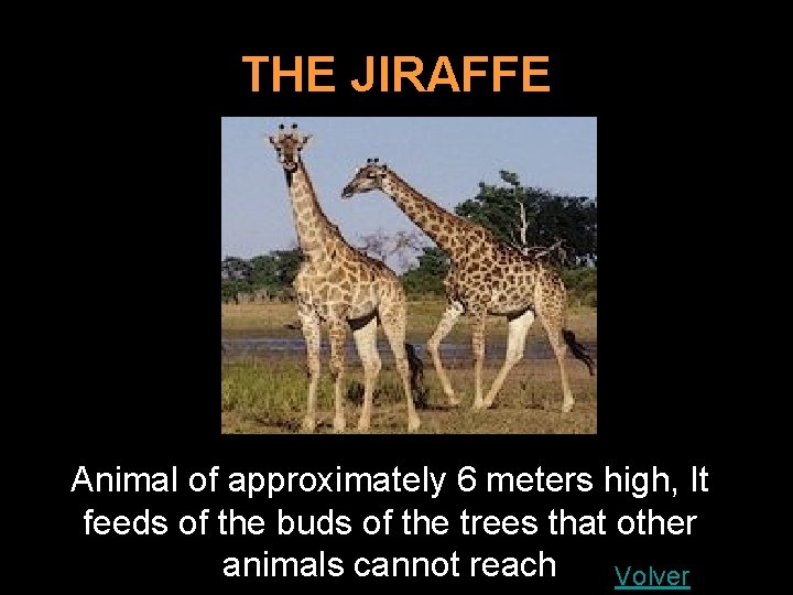THE JIRAFFE Animal of approximately 6 meters high, It feeds of the buds of