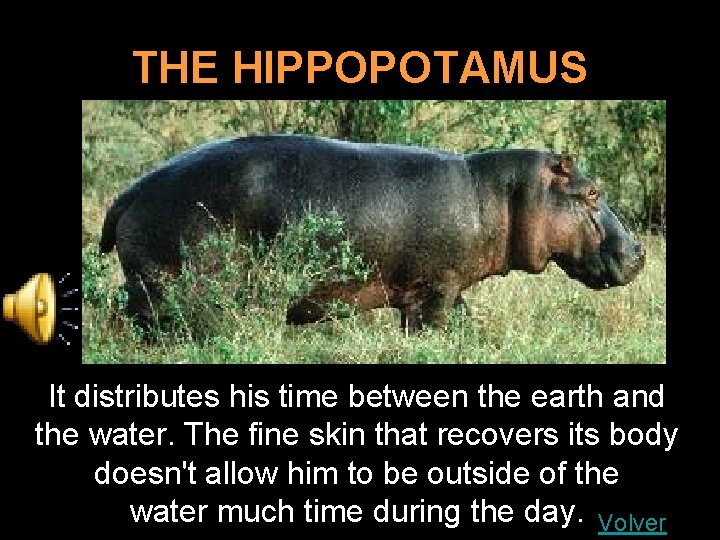 THE HIPPOPOTAMUS It distributes his time between the earth and the water. The fine