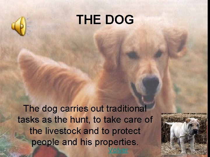 THE DOG The dog carries out traditional tasks as the hunt, to take care