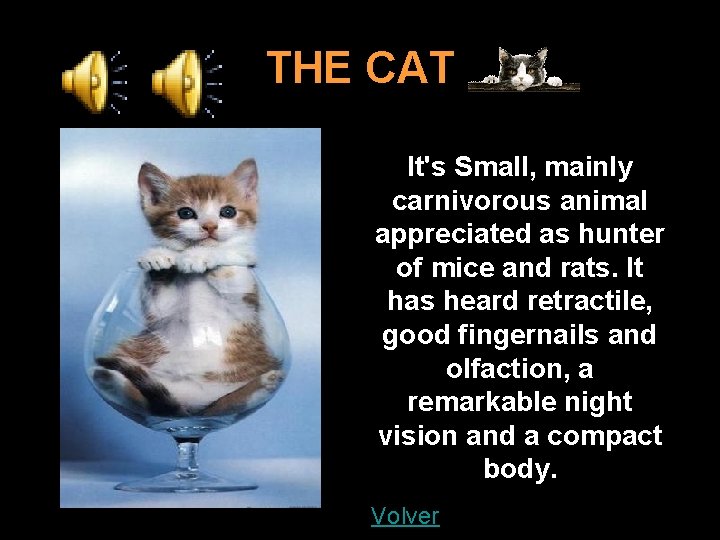 THE CAT It's Small, mainly carnivorous animal appreciated as hunter of mice and rats.