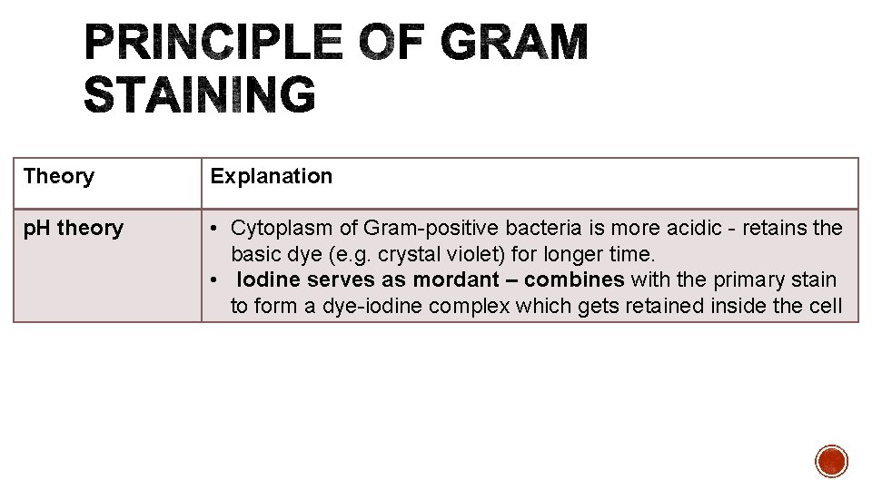 Theory Explanation p. H theory • Cytoplasm of Gram-positive bacteria is more acidic -
