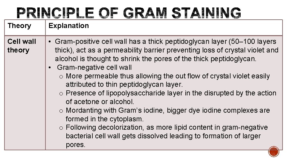 Theory Explanation Cell wall theory • Gram-positive cell wall has a thick peptidoglycan layer