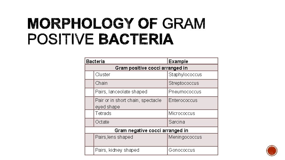 Bacteria Cluster Example Gram positive cocci arranged in Staphylococcus Chain Streptococcus Pairs, lanceolate shaped