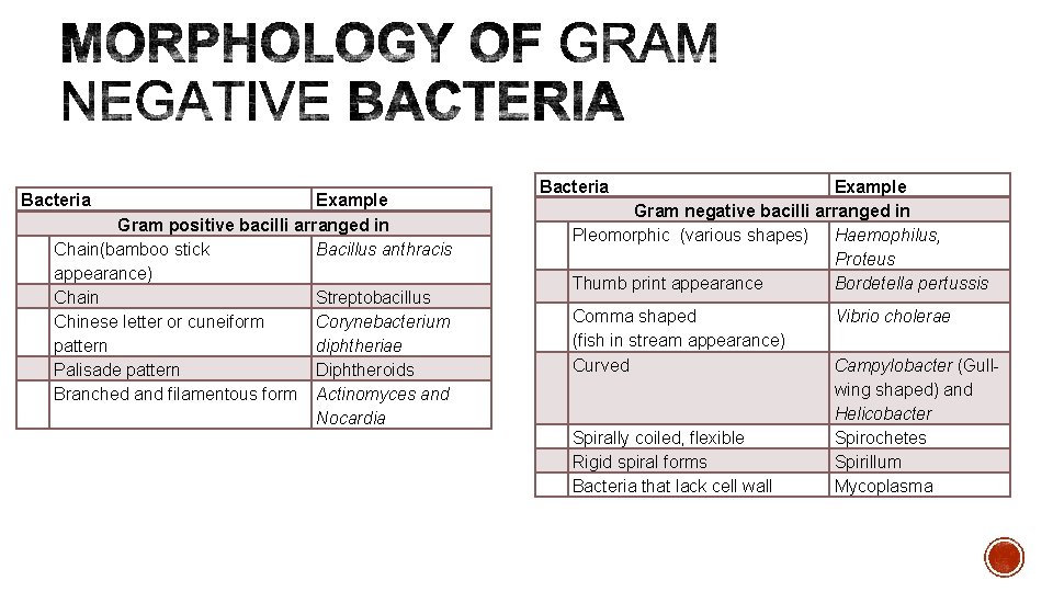 Bacteria Example Gram positive bacilli arranged in Chain(bamboo stick Bacillus anthracis appearance) Chain Streptobacillus