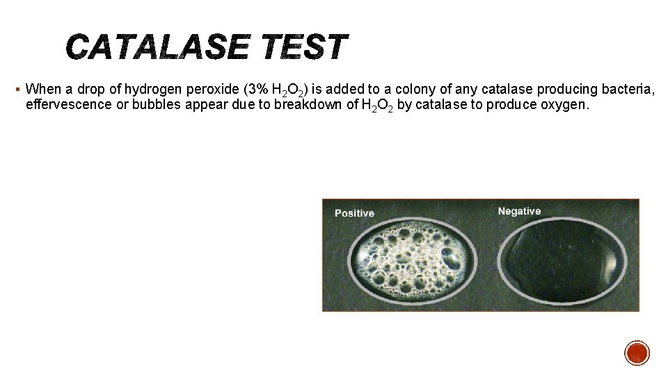 § When a drop of hydrogen peroxide (3% H 2 O 2) is added