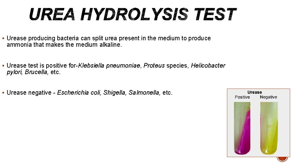 § Urease producing bacteria can split urea present in the medium to produce ammonia