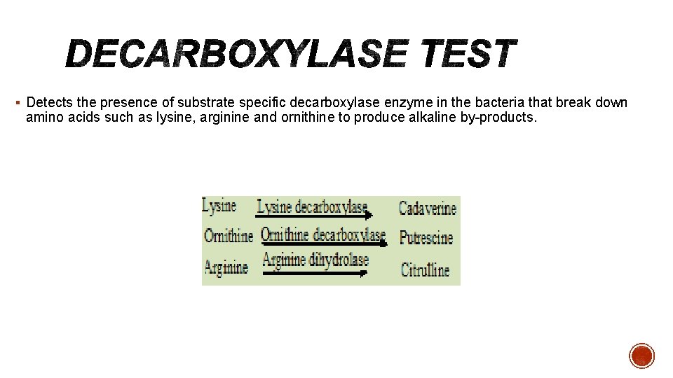 § Detects the presence of substrate specific decarboxylase enzyme in the bacteria that break