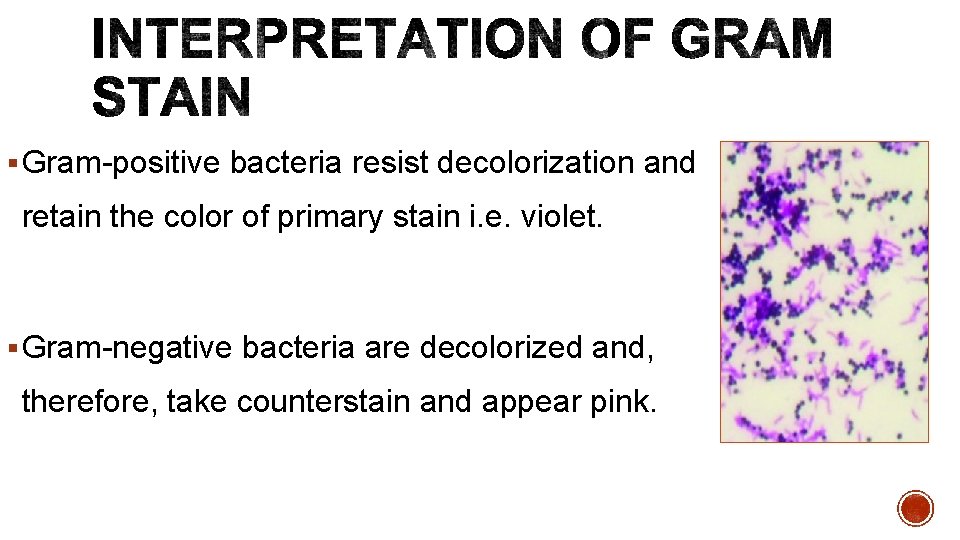 § Gram-positive bacteria resist decolorization and retain the color of primary stain i. e.