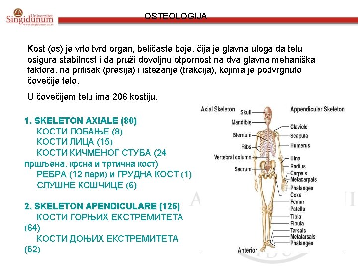 OSTEOLOGIJA Kost (os) je vrlo tvrd organ, beličaste boje, čija je glavna uloga da