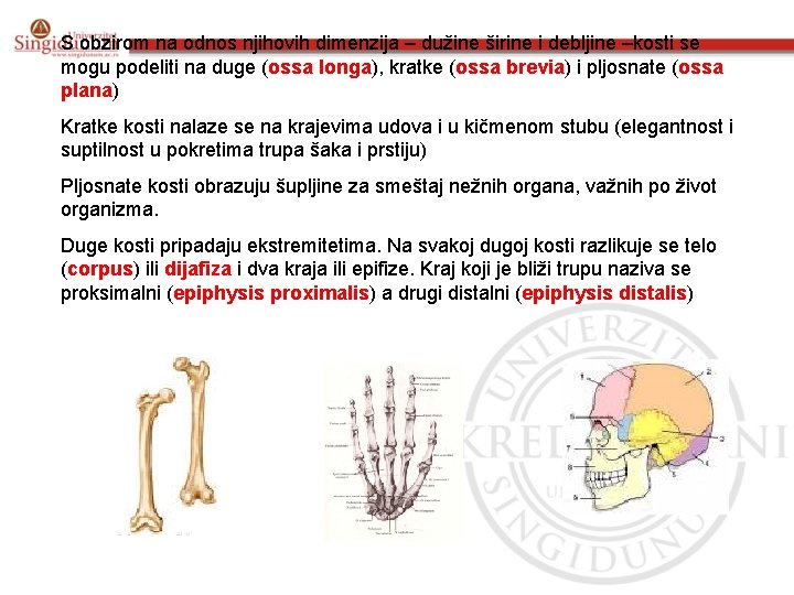 S obzirom na odnos njihovih dimenzija – dužine širine i debljine –kosti se mogu