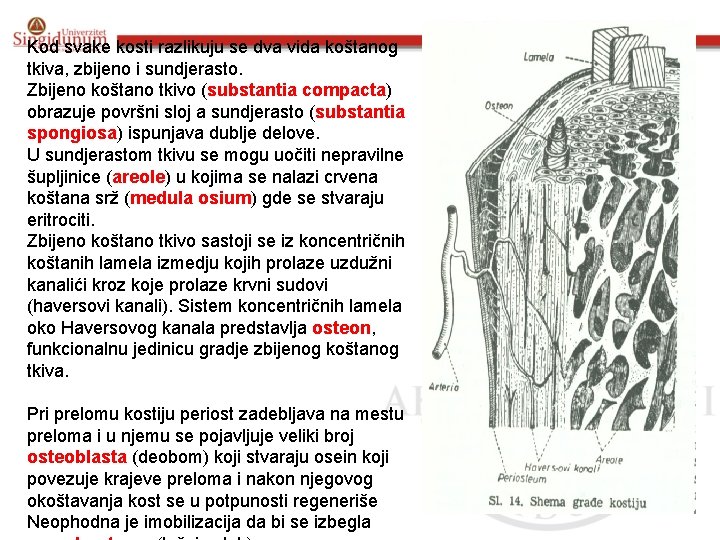 Kod svake kosti razlikuju se dva vida koštanog tkiva, zbijeno i sundjerasto. Zbijeno koštano