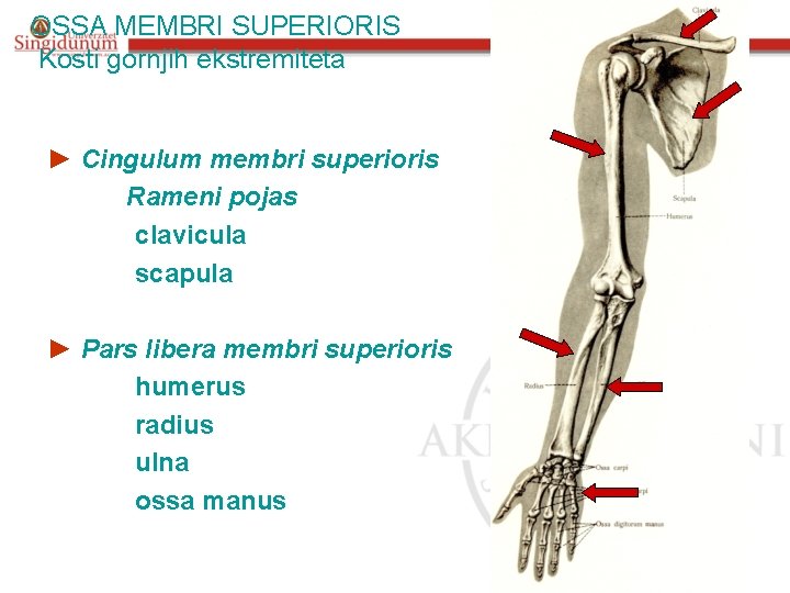  OSSA MEMBRI SUPERIORIS Kosti gornjih ekstremiteta ► Cingulum membri superioris Rameni pojas clavicula
