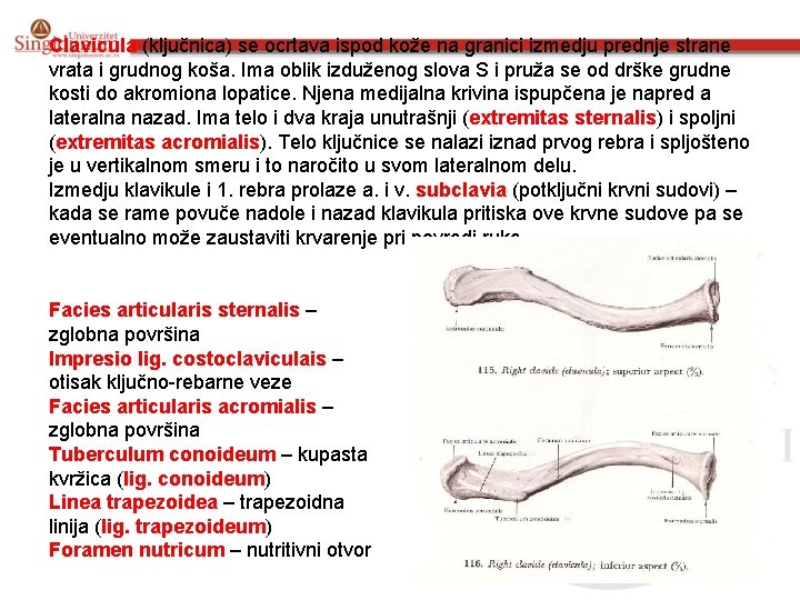 Clavicula (ključnica) se ocrtava ispod kože na granici izmedju prednje strane vrata i grudnog