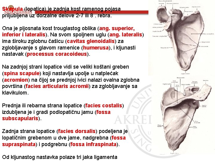 Skapula (lopatica) je zadnja kost ramenog pojasa priljubljena uz dorzalne delove 2 -7 ili