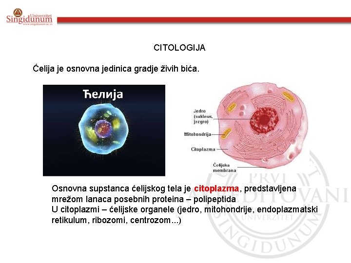 CITOLOGIJA Ćelija je osnovna jedinica gradje živih bića. Osnovna supstanca ćelijskog tela je citoplazma,