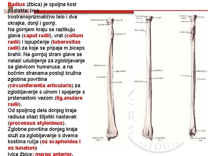 Radius (žbica) je spoljna kost podlakta. Ima trostranoprizmatično telo i dva okrajka, donji i