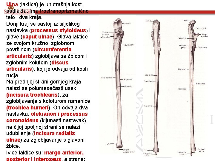 Ulna (laktica) je unutrašnja kost podlakta. Ima trostranoprizmatično telo i dva kraja. Donji kraj