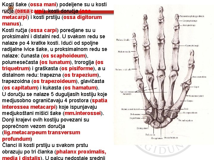 Kosti šake (ossa mani) podeljene su u kosti ručja (ossa carpi), kosti doručja (osa