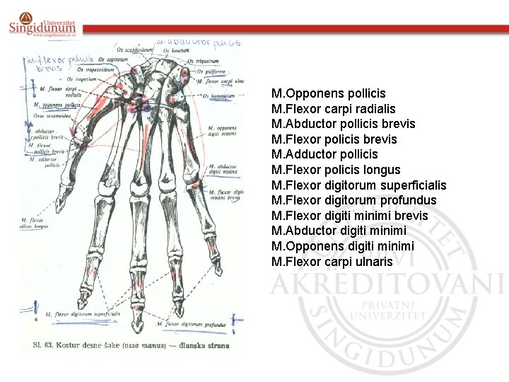 M. Opponens pollicis M. Flexor carpi radialis M. Abductor pollicis brevis M. Flexor policis