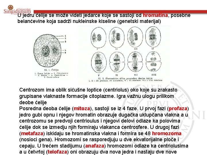 U jedru ćelije se može videti jedarce koje se sastoji od hromatina, posebne belanćevine