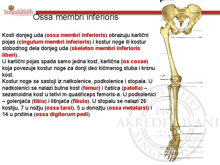 Ossa membri inferioris Kosti donjeg uda (ossa membri inferioris) obrazuju karlični pojas (cingulum membri